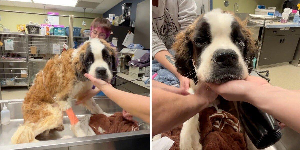Emaciated Dog Rescued From Abandoned House Is Now Thriving With Love
