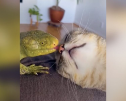 Every Morning, This Cat Runs to Get Kisses from Her Unlikely Best Friend