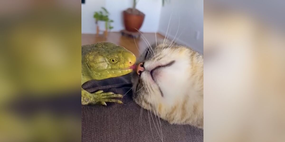 Every Morning, This Cat Runs to Get Kisses from Her Unlikely Best Friend