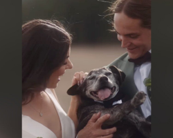Couple Gives Their 19-Year-Old Dog a Beautiful Final Gift — Including Him in Their Wedding