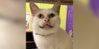 No One Wants to Adopt This Sweet Cat Because They Think He Looks ‘Dirty’ — But He’s Just Unique
