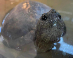 Abandoned Elderly Turtle Smiles At Everyone, Just Hoping To Be Loved