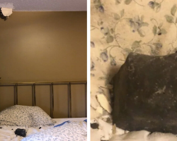 Dog Wakes His Owner Just Moments Before a Meteor Crashes Into Her Bed