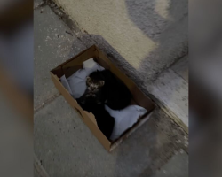 Woman Hears Desperate Cries Coming From A Box — And Finds Tiny Lives Inside