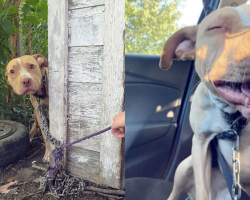 Chained and Abandoned Dog Lights Up When He Realizes He’s Finally Safe