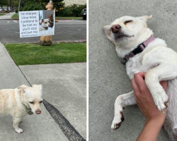 Sneaky Pup Pretends To Be Lost Just To Score Belly Rubs From Strangers
