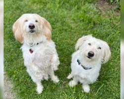 Woman Spots Her Dog’s Twin at the Shelter — and Adopts Him Without Hesitation