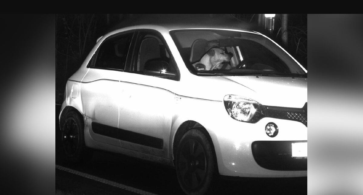Traffic Camera Snaps Speeding Car — And the Driver Appears to Be a Dog