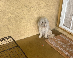 Homeless Dog Knocks On Doors Hoping Someone Will Let Her In