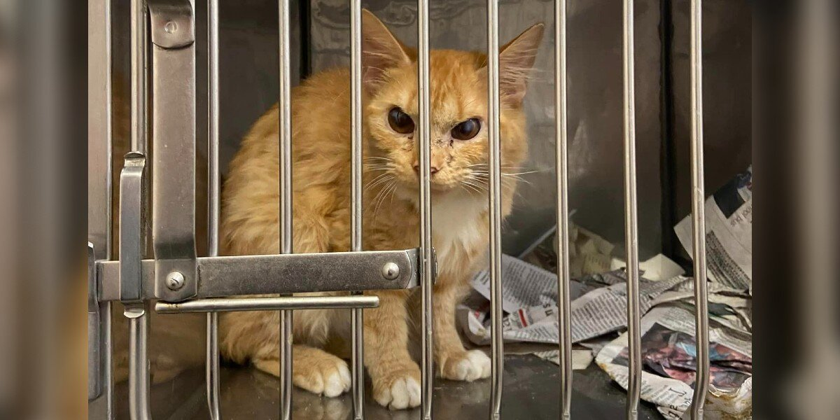 Grumpy-Faced Cat Charms Shelter Staff With His Cartoonish Scowl