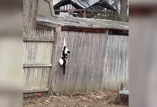 Stray Cat Rescued From Fence Finds Her Way Back to Someone Special