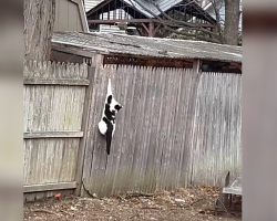 Stray Cat Rescued From Fence Finds Her Way Back to Someone Special