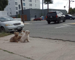 Trio of Abandoned Dogs Refused to Leave Each Other’s Side While Waiting for Help