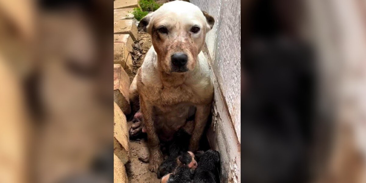 Dog Found Guarding Tiny Newborns in the Mud Now Has the Life She Deserves