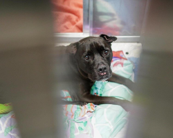 Shelter Dog Cries for Her Dad After Losing the Only Home She’s Ever Known