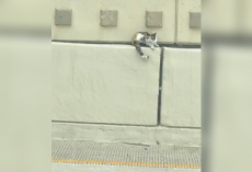 Couple Spots Something Tiny on a Highway Median — Then Realizes It’s a Life in Danger