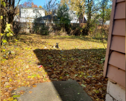 Electrician Finds Two Loyal Pups Living Alone in Abandoned House