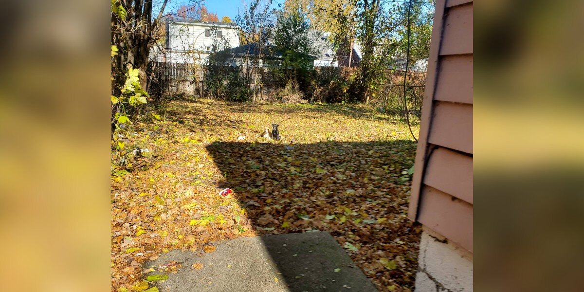 Electrician Finds Two Loyal Pups Living Alone in Abandoned House
