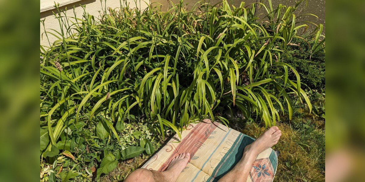 People Are Struggling To Spot The Two Hidden Dogs In This Photo