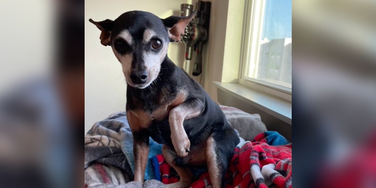 Dog Pretends to Limp for Treats — Until His Dad Outsmarts Him (Sort Of)