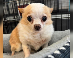 Tiny, Toothless, and Totally in Charge — This Senior Chihuahua Is Taking Over the Internet