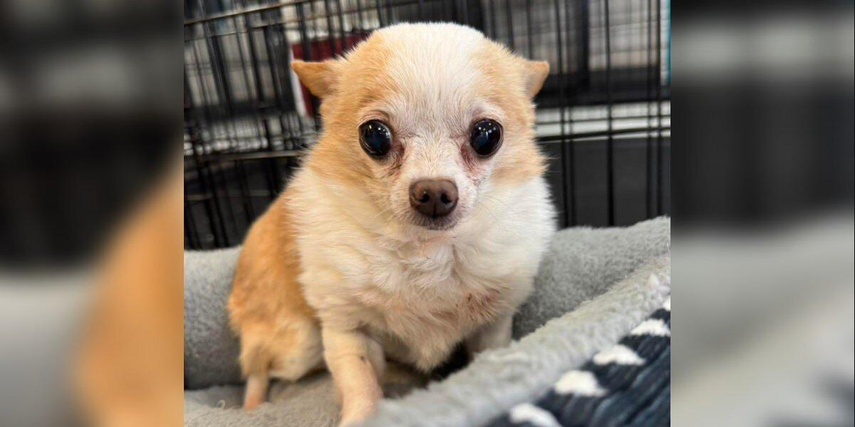 Tiny, Toothless, and Totally in Charge — This Senior Chihuahua Is Taking Over the Internet