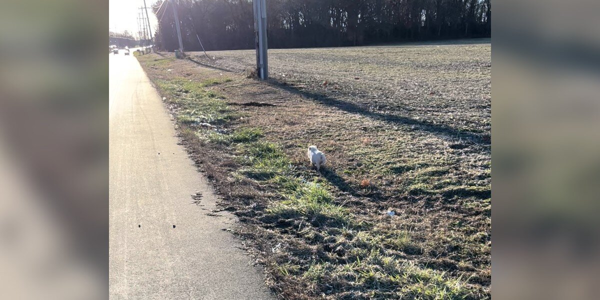 Woman Spots Something Tiny and Pink on the Road — And Knows She Can’t Just Drive By