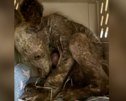 He Was Sick, Hairless, and Alone — Now This Orphaned Bear Cub Is Thriving