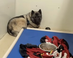 Scared Rescue Pup Trembled in the Corner — Until Someone Finally Saw His Worth