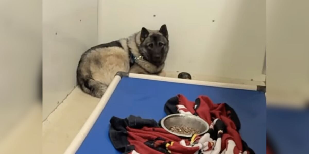 Scared Rescue Pup Trembled in the Corner — Until Someone Finally Saw His Worth