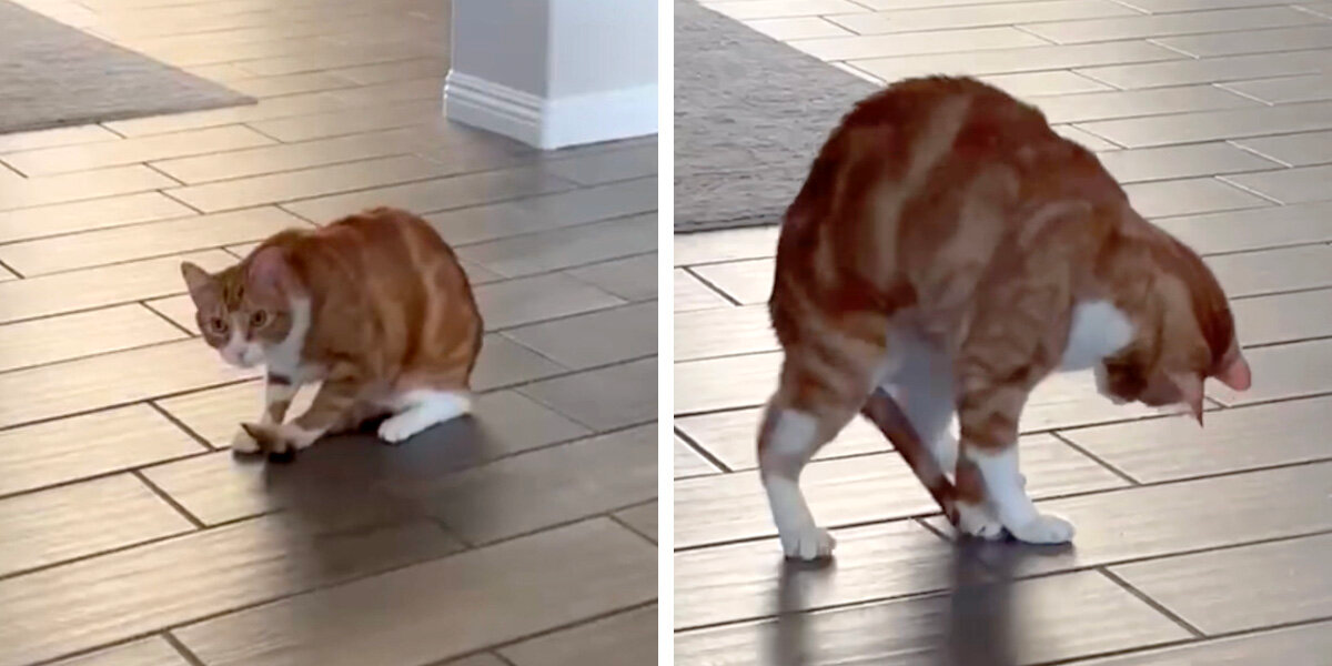 Cat Finally Catches His Tail — Then Completely Panics About What Comes Next