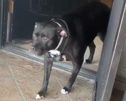 Nervous Pup Freezes — Then Realizes the Stranger Is Her Long-Lost Dad