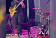 Dog Crashes Concert — And The Drummer’s Response Steals the Show