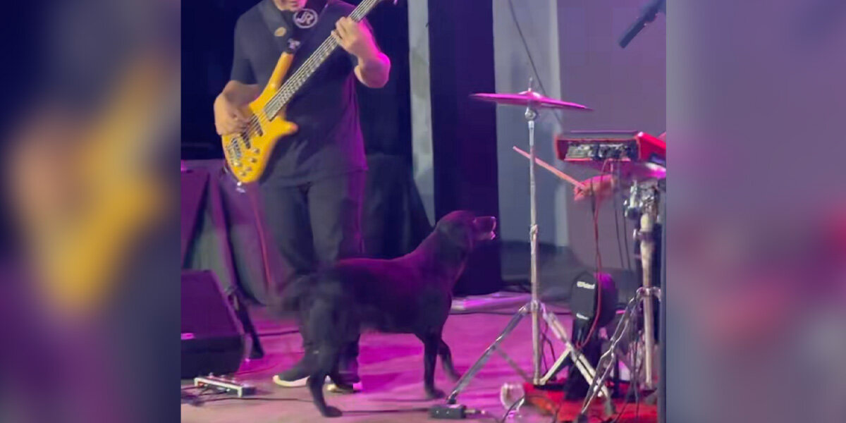Dog Crashes Concert — And The Drummer’s Response Steals the Show