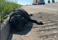 Injured Dog Found on Highway — But Her Best Friend Refused to Leave Her Side