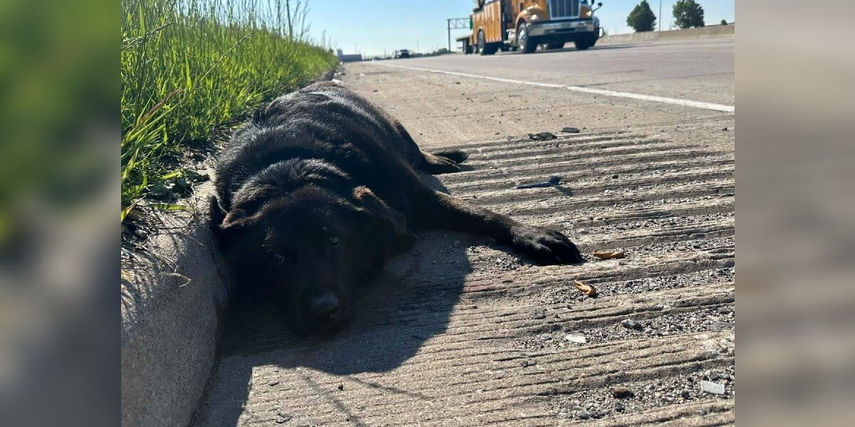 Injured Dog Found on Highway — But Her Best Friend Refused to Leave Her Side