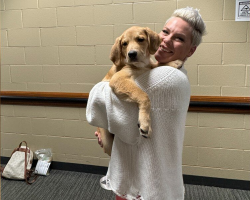 Puppy Rescued From Woods Now Living the Rock Star Life With P!nk