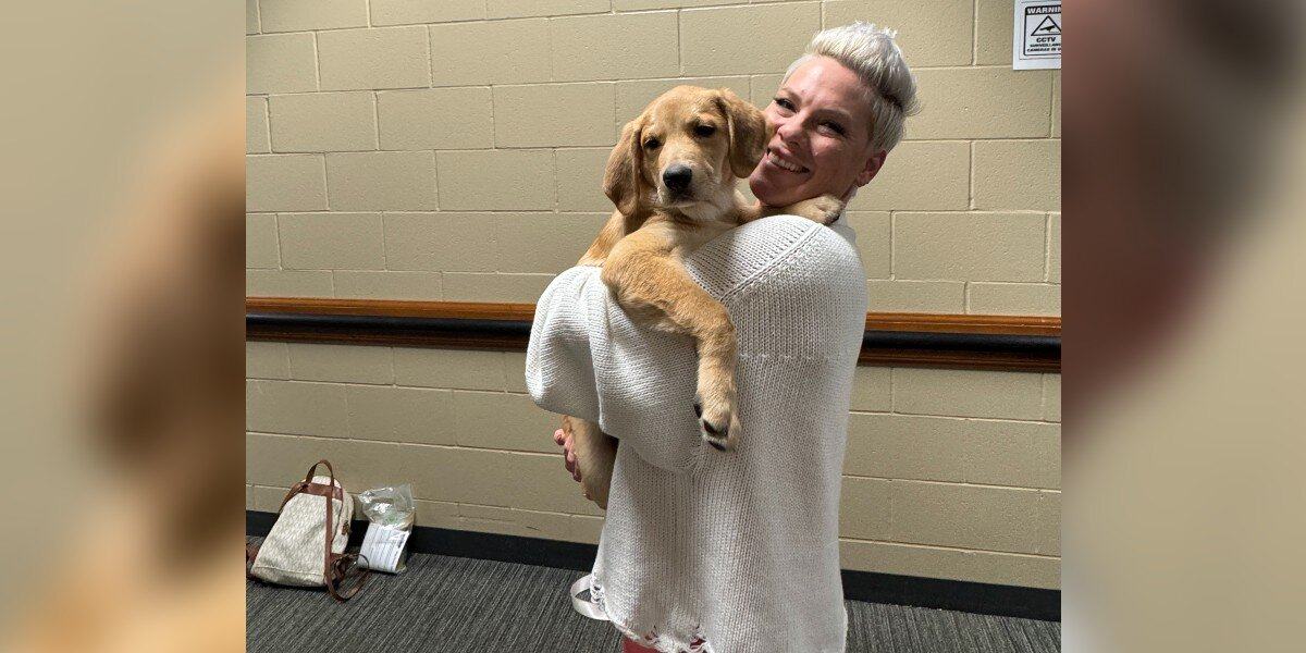 Puppy Rescued From Woods Now Living the Rock Star Life With P!nk