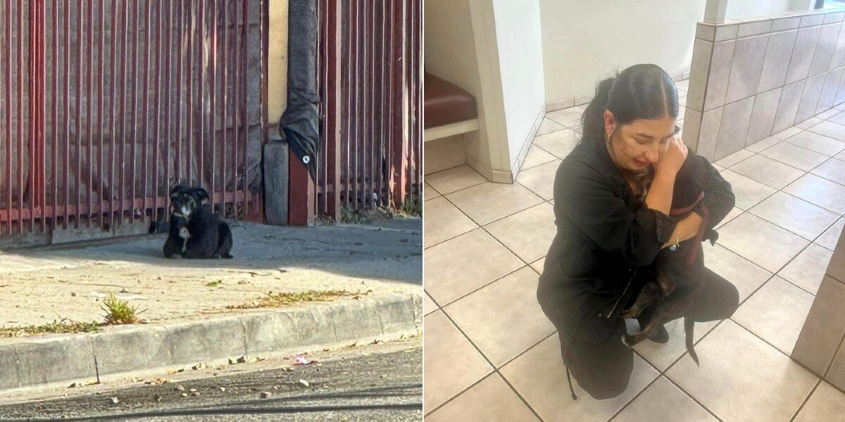 Lost Dog Waited on the Same Street Corner for Months — Until the Day His Family Finally Found Him