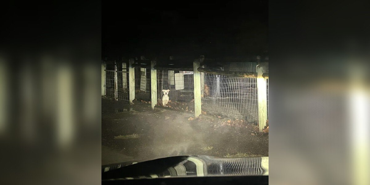Left Alone in a Locked Dog Park, She Cried for Help — And Someone Listened