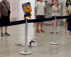 Dog Waits at Airport With a Sign — For the Sweetest Reunion of All