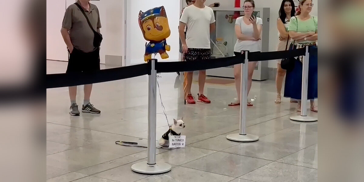 Dog Waits at Airport With a Sign — For the Sweetest Reunion of All