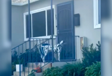 Dalmatian Waits Outside Neighbor’s Door Every Night — Just for a Taste of Dinner