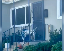 Dalmatian Waits Outside Neighbor’s Door Every Night — Just for a Taste of Dinner