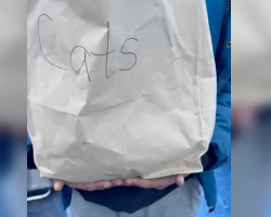 Driver Spots Bag Marked ‘Cats’ on Highway — Then Hears a Sound That Makes Him Stop