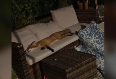 Woman Comes Home To Find An Unexpected Guest Fast Asleep On Her Patio Couch