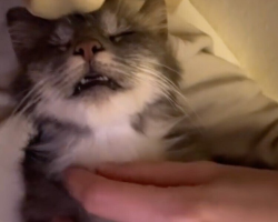 ‘Feral’ Cat Melts Into Woman’s Arms — Then Gives Birth in Her Bathtub