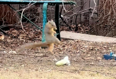 Homeowner Can’t Stop Watching What Squirrels Are Doing With Dog Toys