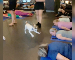 Yoga Class Bursts Into Laughter When Spirited Shelter Pup Steals the Show