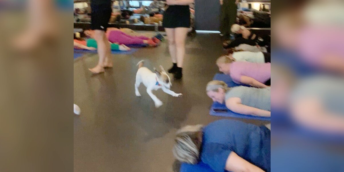 Yoga Class Bursts Into Laughter When Spirited Shelter Pup Steals the Show